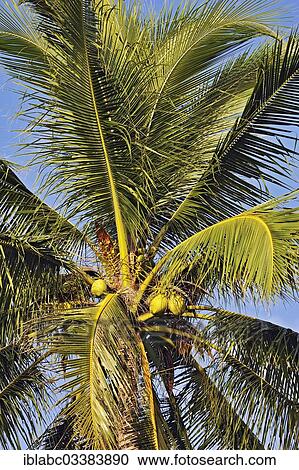 "Coconut Palm (Cocos nucifera) with coconuts, Raja Ampat, West Papua, Indonesia, Asia" View Large Photo Image Stock Image - "Coconut Palm (Cocos nucifera) with coconuts, Raja Ampat, West Papua, Indonesia, Asia". Fotosearch