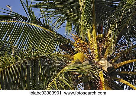 Stock Image - "Coconut Palm (Cocos nucifera) with coconuts, Raja Ampat, West Papua, Indonesia, Asia". Fotosearch
