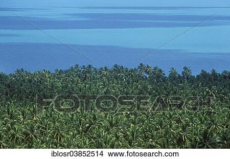 "Coconut Palms (Cocos nucifera) and the sea, Ko Samui, Thailand, Asia" View Large Photo Image Picture - "Coconut Palms (Cocos nucifera) and the sea, Ko Samui, Thailand, Asia". Fotosearch
