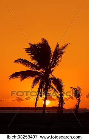 "Coconut Palms (Cocos nucifera) at sunrise, Everglades National Park, Florida, United States, North America" View Large Photo Image Stock Photo - "Coconut Palms (Cocos nucifera) at sunrise, Everglades National Park, Florida, United States, North America". Fotosearch