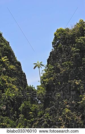 "Coconut Palms (Cocos nucifera) on a steep cliff, Raja Ampat, West Papua, Indonesia, Asia" View Large Photo Image Stock Image - "Coconut Palms (Cocos nucifera) on a steep cliff, Raja Ampat, West Papua, Indonesia, Asia". Fotosearch