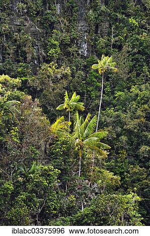 "Coconut Palms (Cocos nucifera) on a steep cliff, Raja Ampat, West Papua, Indonesia, Asia" View Large Photo Image Stock Photograph - "Coconut Palms (Cocos nucifera) on a steep cliff, Raja Ampat, West Papua, Indonesia, Asia". Fotosearch