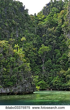 "Coconut Palms (Cocos nucifera) on a steep cliff, Raja Ampat, West Papua, Indonesia, Asia" View Large Photo Image Stock Photography - "Coconut Palms (Cocos nucifera) on a steep cliff, Raja Ampat, West Papua, Indonesia, Asia". Fotosearch