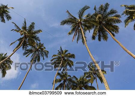 "Coconut Palms (Cocos nucifera) on the beach near Waskaduwa, Western Province, Sri Lanka, Asia" View Large Photo Image Stock Photo - "Coconut Palms (Cocos nucifera) on the beach near Waskaduwa, Western Province, Sri Lanka, Asia". Fotosearch