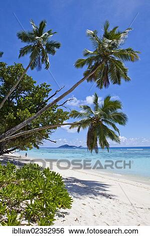 "Coconut Palms (Cocos nucifera) on the beach of Anse La Passe, Silhouette Island, Seychelles, Africa, Indian Ocean, Africa" View Large Photo Image Stock Photograph - "Coconut Palms (Cocos nucifera) on the beach of Anse La Passe, Silhouette Island, Seychelles, Africa, Indian Ocean, Africa". Fotosearch