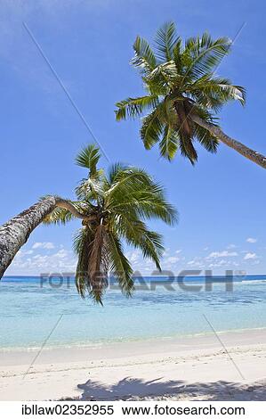 "Coconut Palms (Cocos nucifera) on the beach of Anse La Passe, Silhouette Island, Seychelles, Africa, Indian Ocean, Africa" View Large Photo Image Stock Photography - "Coconut Palms (Cocos nucifera) on the beach of Anse La Passe, Silhouette Island, Seychelles, Africa, Indian Ocean, Africa". Fotosearch