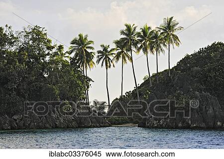 "Coconut Palms (Cocos nucifera), Raja Ampat, West Papua, Indonesia, Asia" View Large Photo Image Stock Photography - "Coconut Palms (Cocos nucifera), Raja Ampat, West Papua, Indonesia, Asia". Fotosearch