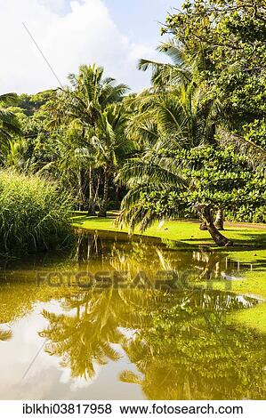 "Coconut Palms (Cocos nucifera) reflected in the water at Anini Beach Park, Kauai, Hawaii, United States, North America" View Large Photo Image Stock Photo - "Coconut Palms (Cocos nucifera) reflected in the water at Anini Beach Park, Kauai, Hawaii, United States, North America". Fotosearch