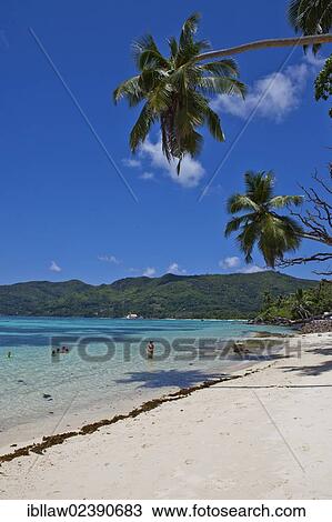"Coconut palms on the beach of Anse Royale, Mahe Island, Seychelles, Africa, Indian Ocean, Africa" View Large Photo Image Stock Image - "Coconut palms on the beach of Anse Royale, Mahe Island, Seychelles, Africa, Indian Ocean, Africa". Fotosearch