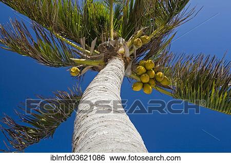 "Coconut palms, Playa del Carmen, Quintana Roo, Mexico, North America" View Large Photo Image Stock Photograph - "Coconut palms, Playa del Carmen, Quintana Roo, Mexico, North America". Fotosearch