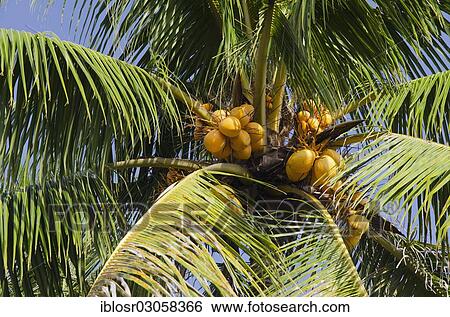 "Coconuts on a Coconut Palm (Cocos nucifera), Candi Dasa, Bali, Indonesia, Asia" View Large Photo Image Stock Photograph - "Coconuts on a Coconut Palm (Cocos nucifera), Candi Dasa, Bali, Indonesia, Asia". Fotosearch