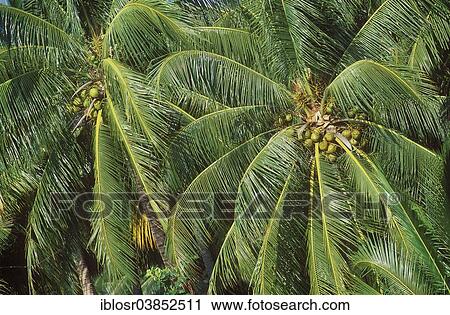 Stock Image - "Coconuts on Coconut Palms (Cocos nucifera), Ko Samui, Thailand, Asia". Fotosearch