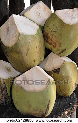 "Coconuts ready to drink coconut water as a beverage, near Trinidad, Sancti Spiritus province, Cuba, Greater Antilles, Central America, America, North America" View Large Photo Image Stock Photograph - "Coconuts ready to drink coconut water as a beverage, near Trinidad, Sancti Spiritus province, Cuba, Greater Antilles, Central America, America, North America". Fotosearch
