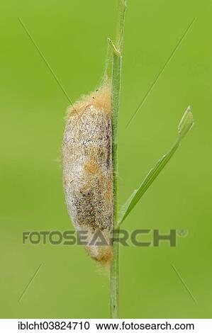 "Cocoon, The Drinker (Euthrix potatoria), North Rhine-Westphalia, Germany, Europe" View Large Photo Image Stock Image - "Cocoon, The Drinker (Euthrix potatoria), North Rhine-Westphalia, Germany, Europe". Fotosearch