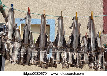 "Cod fish drying, Peniche, Estremadura and Ribatejo, Portugal, Europe" View Large Photo Image Picture - "Cod fish drying, Peniche, Estremadura and Ribatejo, Portugal, Europe". Fotosearch