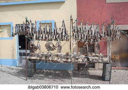 "Cod fish drying, Peniche, Estremadura and Ribatejo, Portugal, Europe" View Large Photo Image Stock Image - "Cod fish drying, Peniche, Estremadura and Ribatejo, Portugal, Europe". Fotosearch