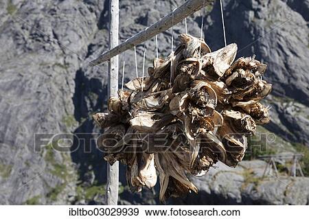 "Cod heads hanging on lines to dry, Nusfjord, Lofoten, Nordland, Norway, Europe" View Large Photo Image Stock Photo - "Cod heads hanging on lines to dry, Nusfjord, Lofoten, Nordland, Norway, Europe". Fotosearch