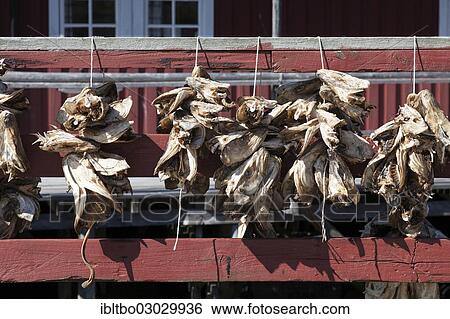"Cod heads hanging on lines to dry, Nusfjord, Lofoten, Nordland, Norway, Europe" View Large Photo Image Stock Photograph - "Cod heads hanging on lines to dry, Nusfjord, Lofoten, Nordland, Norway, Europe". Fotosearch