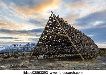 Stock Image - "Cod stockfish on a drying rack, Laukvik, Austvagoy, Lofoten, Norway, Europe". Fotosearch