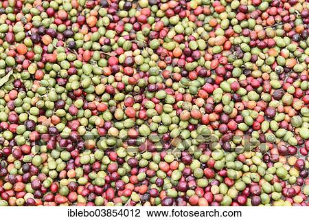 "Coffee beans (Coffea), Karnataka, South India, India, Asia" View Large Photo Image Stock Image - "Coffee beans (Coffea), Karnataka, South India, India, Asia". Fotosearch