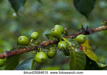 "Coffee (Coffea arabica), berries, near Mount Hagen, Western Highlands Province, Papua New Guinea, Oceania" View Large Photo Image Stock Photography - "Coffee (Coffea arabica), berries, near Mount Hagen, Western Highlands Province, Papua New Guinea, Oceania". Fotosearch
