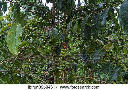 Stock Photo - "Coffee (Coffea arabica), near Mount Hagen, Western Highlands Province, Papua New Guinea, Oceania". Fotosearch