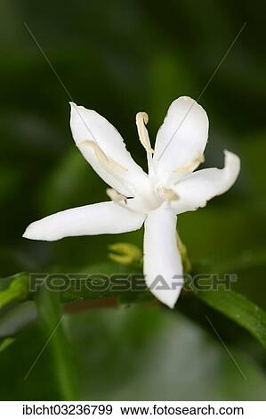"Coffee plant (Coffea arabica), flowering, North Rhine-Westphalia, Germany, Europe" View Large Photo Image Stock Photo - "Coffee plant (Coffea arabica), flowering, North Rhine-Westphalia, Germany, Europe". Fotosearch