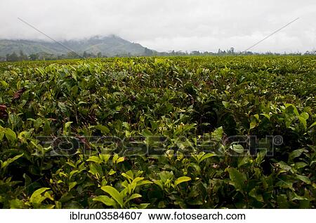 Stock Photo - "Coffee plantation (Coffea arabica), near Mount Hagen, Western Highlands Province, Papua New Guinea, Oceania". Fotosearch