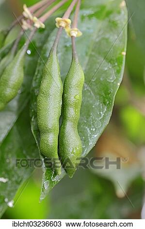 Stock Image - "Cola or kola tree (Cola acuminata), fruits, occurrence in Africa, North Rhine-Westphalia, Germany, Europe". Fotosearch