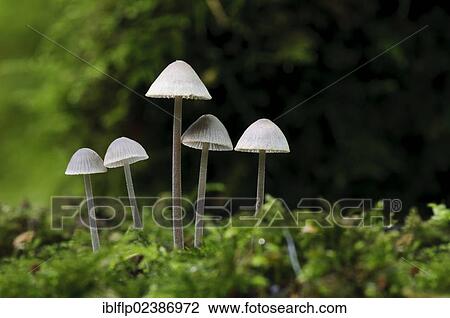 "Coldfoot Bonnet (Mycena amicta), five fruiting bodies, growing amongst moss, Sevenoaks Wildlife Reserve, Kent, England, United Kingdom, Europe" View Large Photo Image Stock Image - "Coldfoot Bonnet (Mycena amicta), five fruiting bodies, growing amongst moss, Sevenoaks Wildlife Reserve, Kent, England, United Kingdom, Europe". Fotosearch