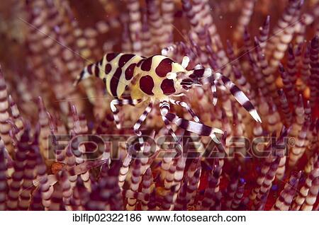 Stock Photograph - "Coleman's Shrimp (Periclimenes colemani), adult, on Fire Urchin (Asthenosoma varium), Ambon Island, Maluku Islands, Banda Sea, Indonesia, Southeast Asia, Asia". Fotosearch