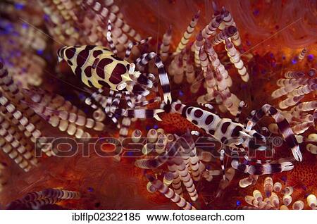 Stock Photography - "Coleman's Shrimp (Periclimenes colemani), adult pair, on Fire Urchin (Asthenosoma varium), Ambon Island, Maluku Islands, Banda Sea, Indonesia, Southeast Asia, Asia". Fotosearch