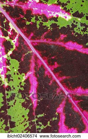 "Coleus or Painted Nettle (Solenostemon scutellarioides, Plectranthus scutellarioides, Coleus blumeii), leaf detail, native to Southeast Asia, ornamental plant" View Large Photo Image Picture - "Coleus or Painted Nettle (Solenostemon scutellarioides, Plectranthus scutellarioides, Coleus blumeii), leaf detail, native to Southeast Asia, ornamental plant". Fotosearch