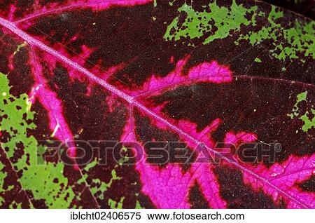 Stock Photography - "Coleus or Painted Nettle (Solenostemon scutellarioides, Plectranthus scutellarioides, Coleus blumeii), leaf detail, native to Southeast Asia, ornamental plant". Fotosearch
