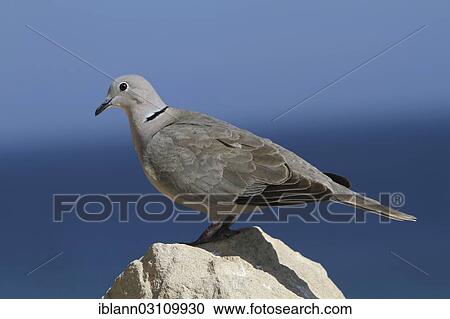 Stock Image - "Collared Dove (Streptopelia decaocto) perched on a rock, Fuerteventura, Canary Islands, Spain, Europe". Fotosearch