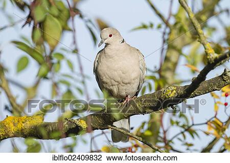 "Collared Dove (Streptopelia decaocto), Limburg an der Lahn, Hesse, Germany, Europe" View Large Photo Image Stock Image - "Collared Dove (Streptopelia decaocto), Limburg an der Lahn, Hesse, Germany, Europe". Fotosearch