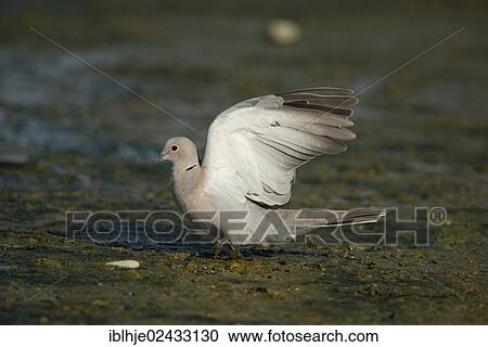"Collared Dove (Streptopelia decaocto), Lesvos, Greece, Europe" View Large Photo Image Stock Image - "Collared Dove (Streptopelia decaocto), Lesvos, Greece, Europe". Fotosearch