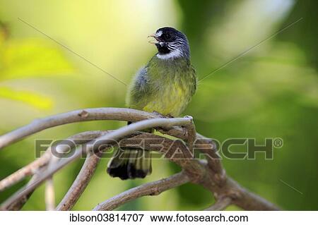 "Collared Finchbill (Spizixos semitorques), adult, singing, captive, Miami, Florida, USA" View Large Photo Image Stock Photo - "Collared Finchbill (Spizixos semitorques), adult, singing, captive, Miami, Florida, USA". Fotosearch