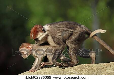 "Collared Mangabey, Red-capped Mangabey or White-collared Mangabey (Cercocebus torquatus), playful juveniles, native to Africa, in captivity, France, Europe" View Large Photo Image Stock Photography - "Collared Mangabey, Red-capped Mangabey or White-collared Mangabey (Cercocebus torquatus), playful juveniles, native to Africa, in captivity, France, Europe". Fotosearch