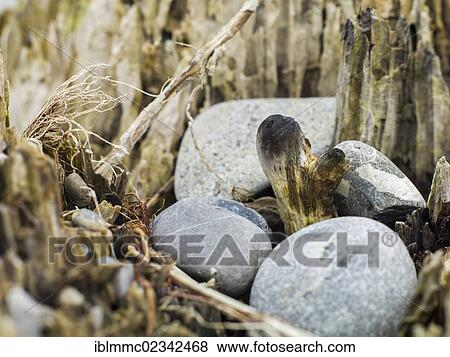 "Collection of pebbles in a rotting wooden pylon, Lech, Augsburg, Swabia, Bavaria, Germany, Europe" View Large Photo Image Stock Photo - "Collection of pebbles in a rotting wooden pylon, Lech, Augsburg, Swabia, Bavaria, Germany, Europe". Fotosearch