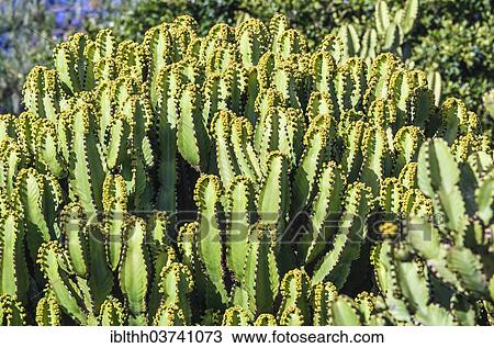 "Collection of Spurge (Euphorbiaceae), Laguna de Santiago, La Gomera, Canary Islands, Spain, Europe" View Large Photo Image Stock Image - "Collection of Spurge (Euphorbiaceae), Laguna de Santiago, La Gomera, Canary Islands, Spain, Europe". Fotosearch