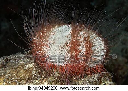 "Collector urchin (Tripneustes gratilla), Great Barrier Reef, Pacific, Australia, Oceania" View Large Photo Image Stock Image - "Collector urchin (Tripneustes gratilla), Great Barrier Reef, Pacific, Australia, Oceania". Fotosearch