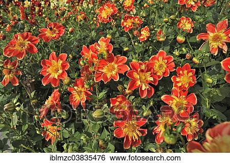 Stock Photograph - "Collerette Dahlia 'Michael Rosch' (Dahlia), Mainau, Baden-Wurttemberg, Germany, Europe". Fotosearch