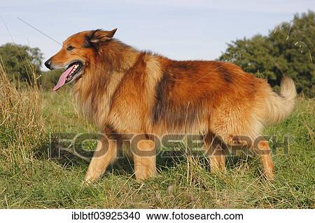 "Collie, mixed breed" View Large Photo Image Stock Image - "Collie, mixed breed". Fotosearch