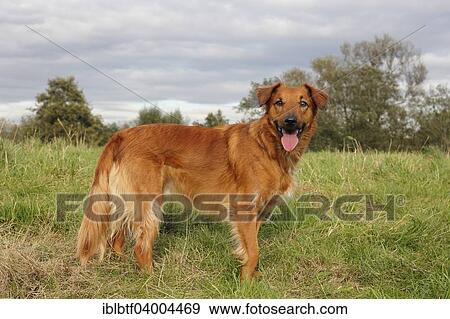 "Collie Podenco mix, 3 years, standing on a meadow" View Large Photo Image Stock Photo - "Collie Podenco mix, 3 years, standing on a meadow". Fotosearch