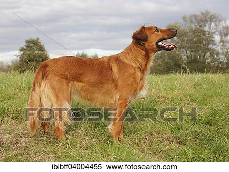 "Collie Podenco mix, 3 years, standing on a meadow" View Large Photo Image Stock Photography - "Collie Podenco mix, 3 years, standing on a meadow". Fotosearch