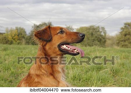 "Collie Podenco mix, 3 years" View Large Photo Image Stock Image - "Collie Podenco mix, 3 years". Fotosearch