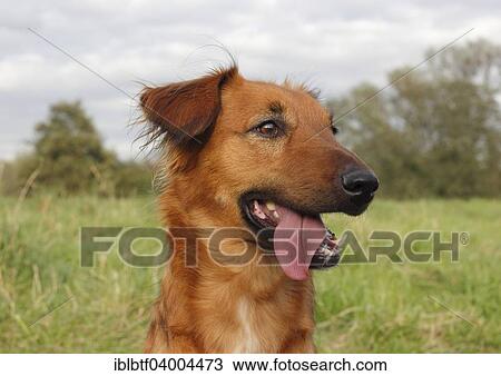 "Collie Podenco mix, 3 years" View Large Photo Image Stock Image - "Collie Podenco mix, 3 years". Fotosearch