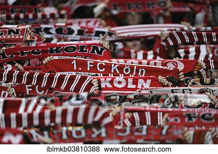 "Cologne fans holding their scarves up, Esprit Arena, Dusseldorf, North Rhine-Westphalia, Germany, Europe" View Large Photo Image Stock Photo - "Cologne fans holding their scarves up, Esprit Arena, Dusseldorf, North Rhine-Westphalia, Germany, Europe". Fotosearch