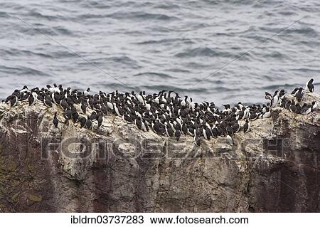 "Colony of Common Murres or Common Guillemots (Uria aalge) nesting on a cliff, Dunbar, Scotland, United Kingdom, Europe" View Large Photo Image Stock Image - "Colony of Common Murres or Common Guillemots (Uria aalge) nesting on a cliff, Dunbar, Scotland, United Kingdom, Europe". Fotosearch